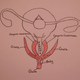 Illustration for article titled 10 Things You Probably Didnt Know About Love and Sex
